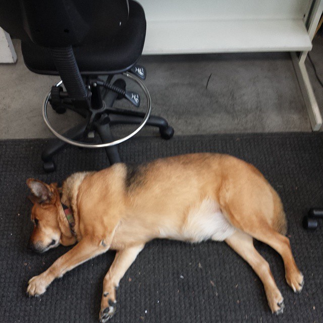 Panda Photo Lab Instagram devtank